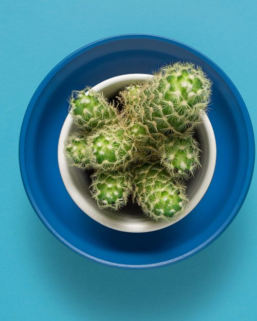 Ball cactus